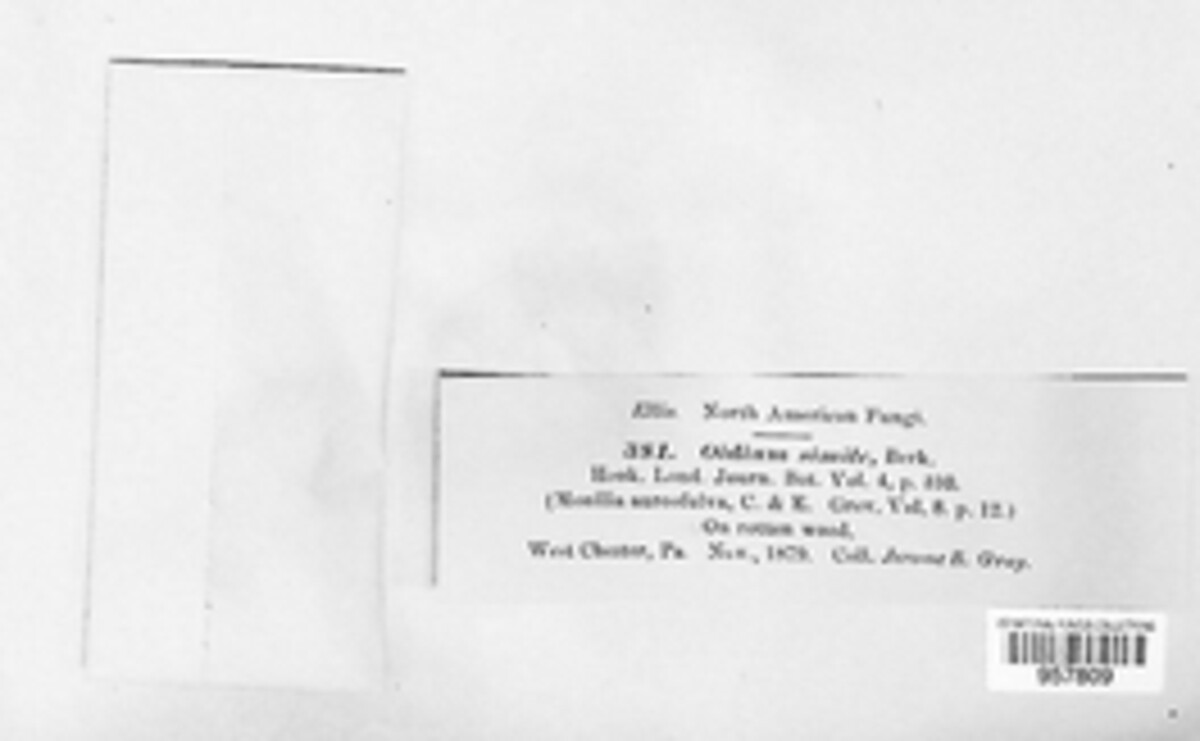 Acladium simile image